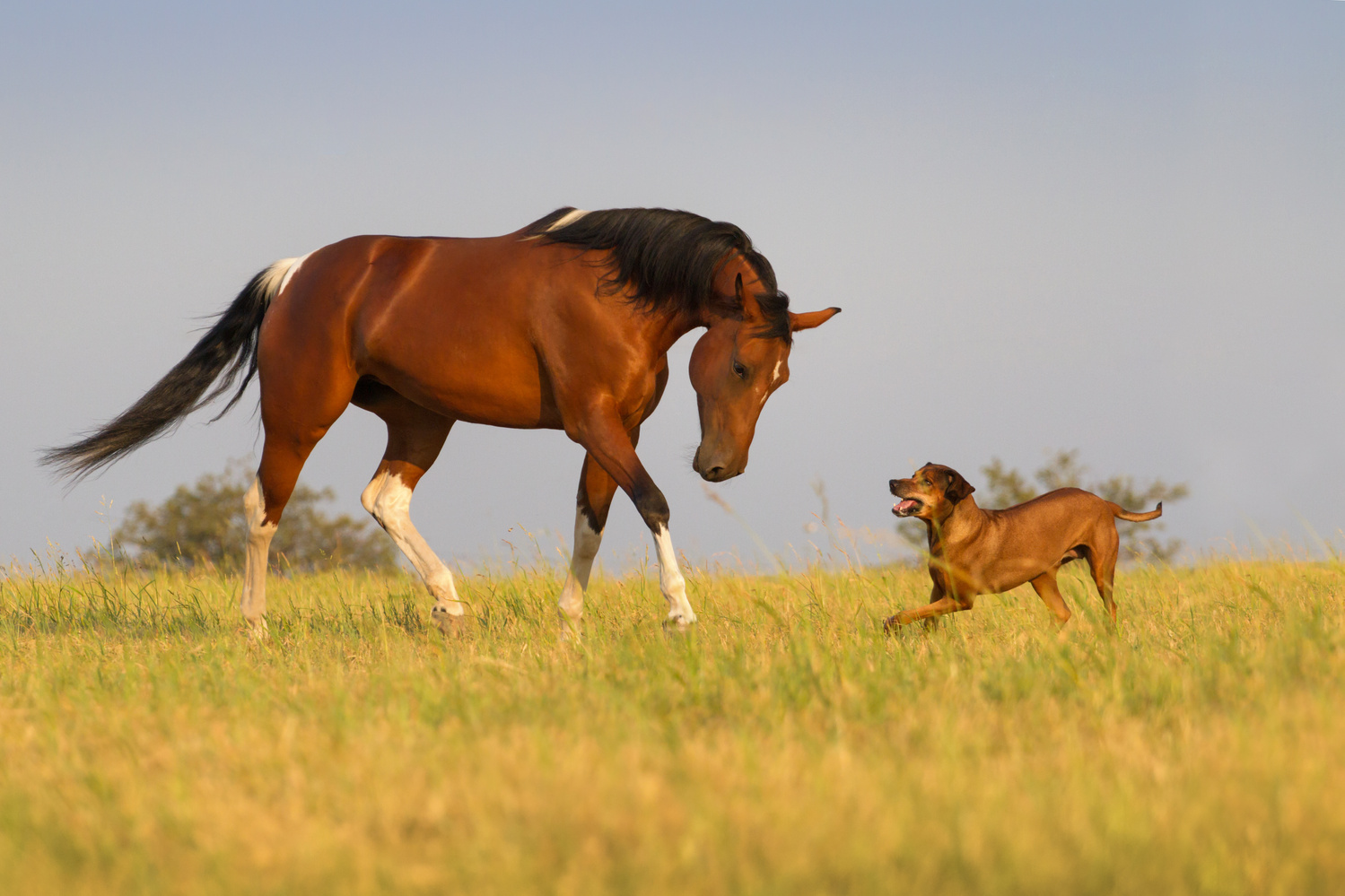 Horse run with dog